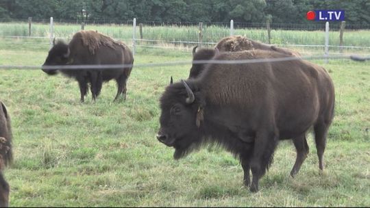 Walka o bizony w Kurozwękach trwa