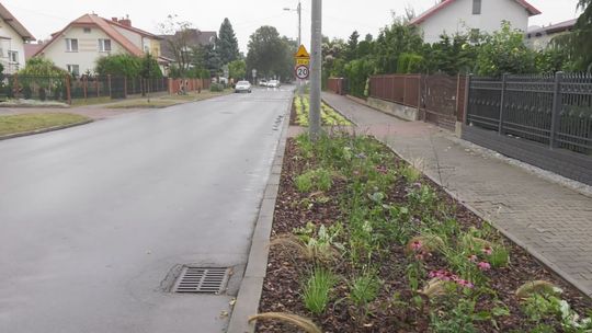 Więcej kwiatów na ulicy Trzeciaków