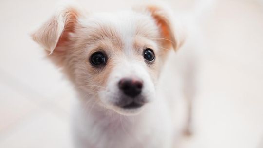 Wyprawka dla szczeniaka - to MUSISZ mieć dla swojego psiaka