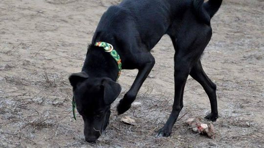 Zaginęła suczka, podopieczna OSPZ Animals