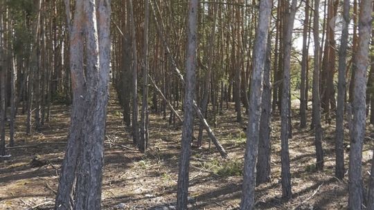 Zakaz wstępu do lasu będzie obowiązywał w święta 