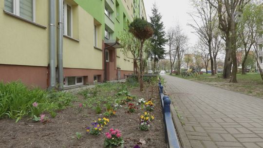 Zielone zakątki między blokami wciąż żyją