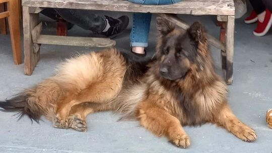 Zrozpaczeni właściciele szukają psa