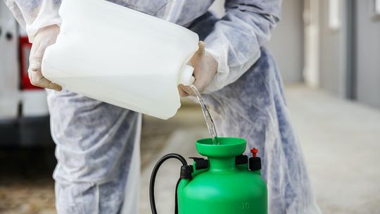 Zwalczanie pluskiew w Kielcach: kiedy należy zwrócić się po profesjonalną pomoc? Zrób to zanim będzie za późno!