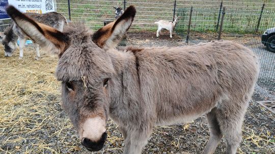 Żywa szopka w Ostrowcu: osiołki, kozy i codzienne kolędowanie