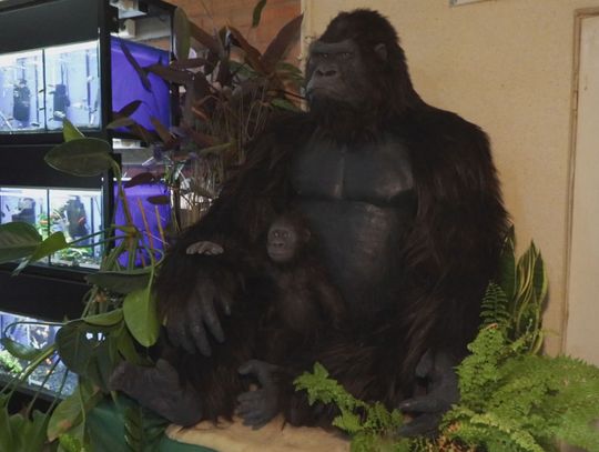 Goryl jednak nie trafi do muzeum? Zaskakujący pomysł dla centrum miasta