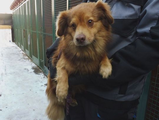 Kontrole schronisk dla bezdomnych zwierząt. W Janiku bez zastrzeżeń