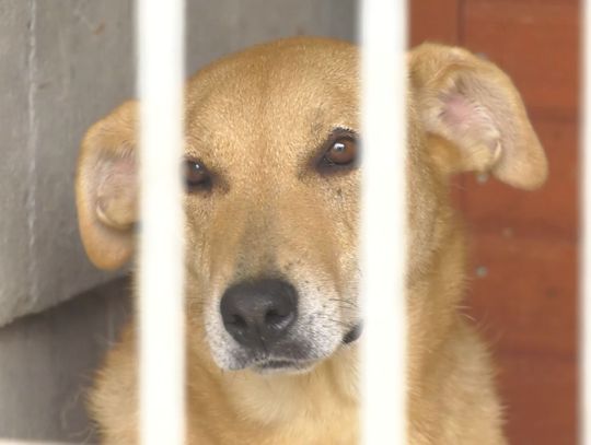 Paczka dla zwierząt: Pomóż bezdomniakom w Walentynki!