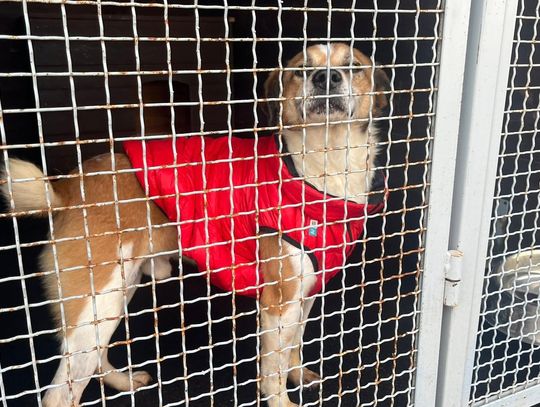 Schronisko w Janiku: dzień otwarty i stanowcza odpowiedź na zarzuty Schronisko w Janiku: dzień otwarty i stanowcza odpowiedź na zarzuty