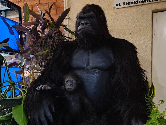 Unikatowa rekonstrukcja goryla w naturalnej wielkości. Dzieło ostrowieckiej firmy trafi do muzeum Unikatowa rekonstrukcja goryla w naturalnej wielkości. Dzieło ostrowieckiej firmy trafi do muzeum
