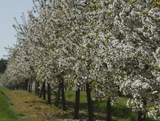 Plakat XIX Święta Kwitnącej Wiśni w Nowem