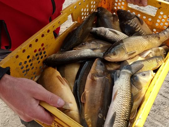 Zbiornik został zarybiony, ale na połów trzeba poczekać