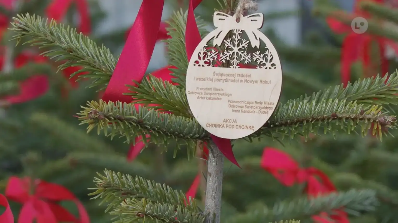 Ostrowiec Świętokrzyski: Akcja 'Choinka pod choinkę' - 400 jodeł i 700 kg elektrośmieci