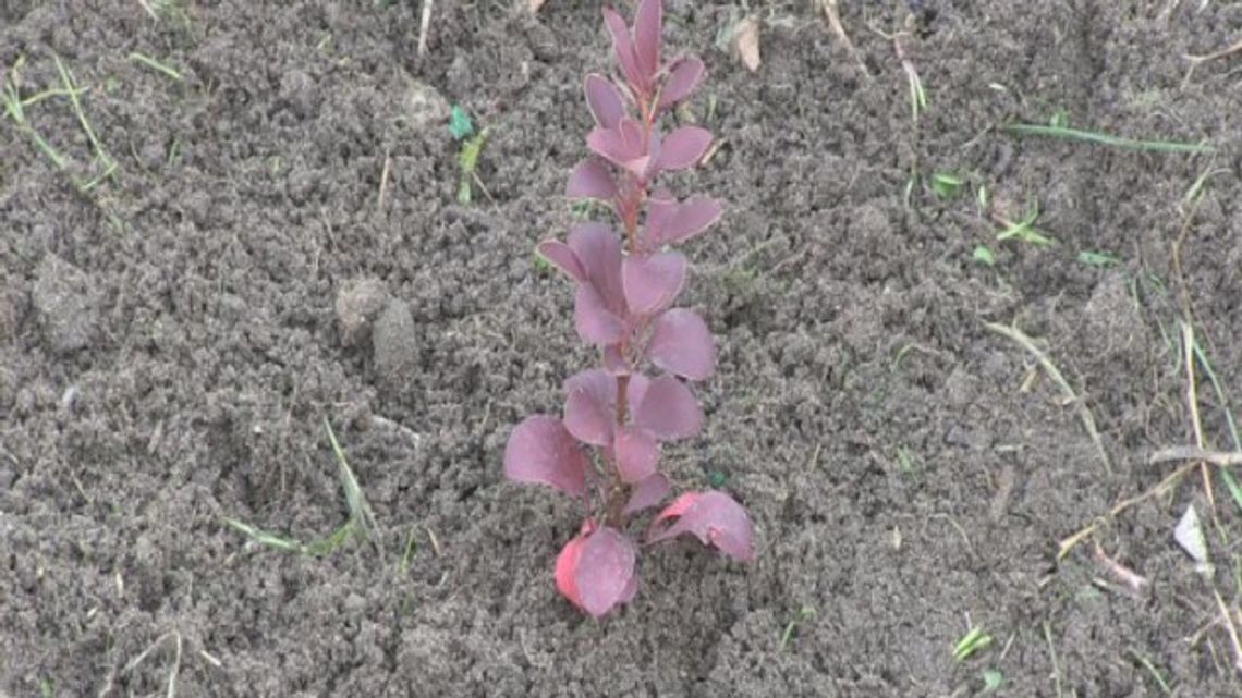 Drzewka zachęcają do segregacji Drzewka zachęcają do segregacji