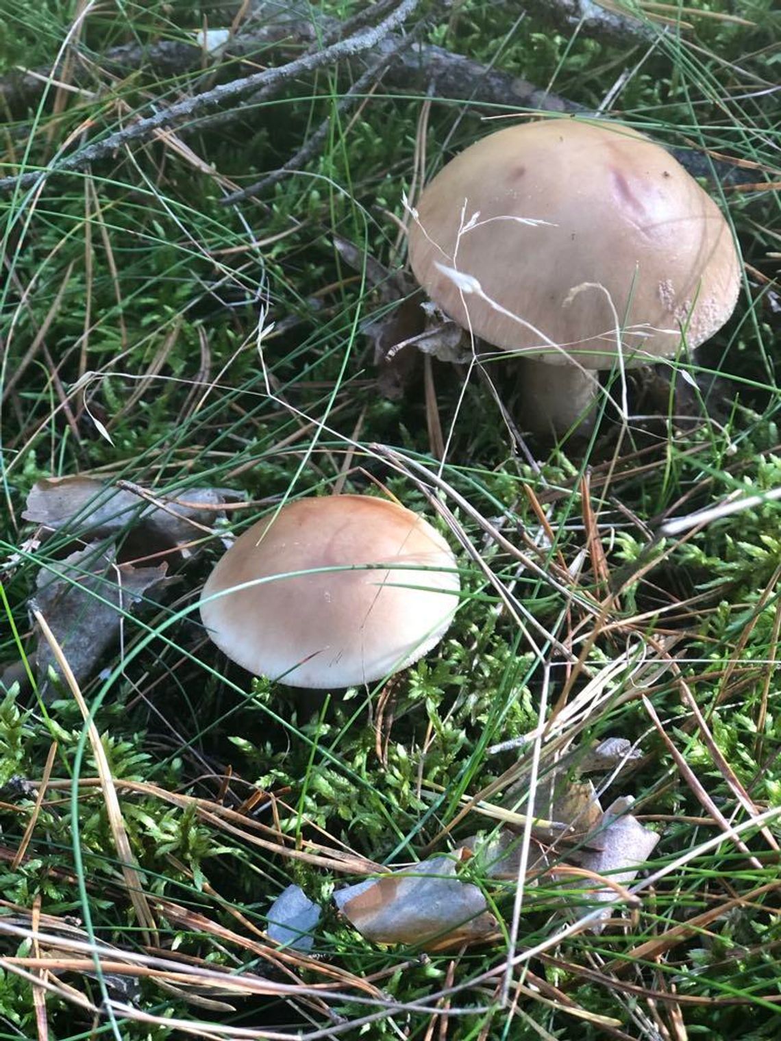 Jak rozpoznać grzyby, by uniknąć zatrucia?