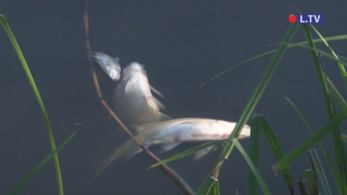 Kilka ton martwych ryb w Ostrowcu Św.