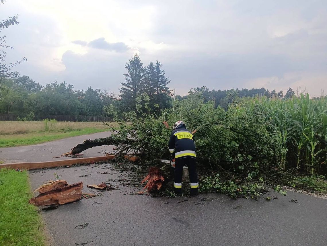 Konar runął na pielgrzymów