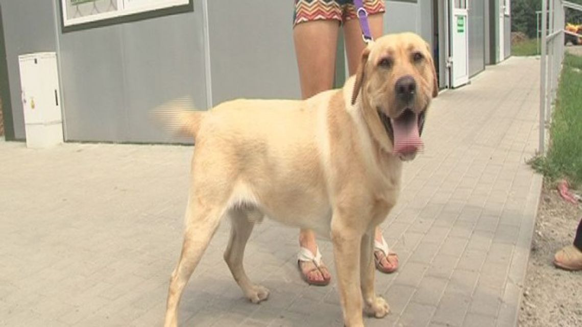 Nie kupuj! Adoptuj! Nie kupuj! Adoptuj!