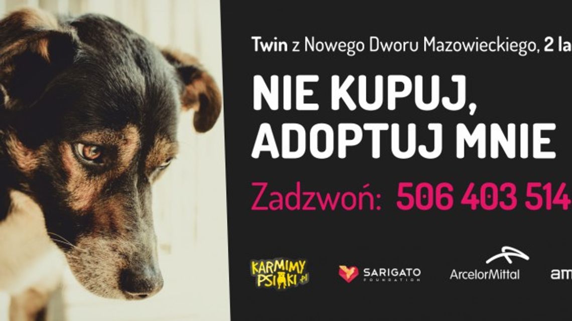„Nie kupuj adoptuj”. 3 miliony kliknięć!