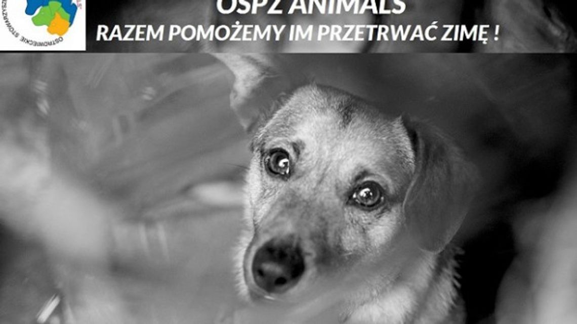 Pomóżmy psiakom przetrwać zimę