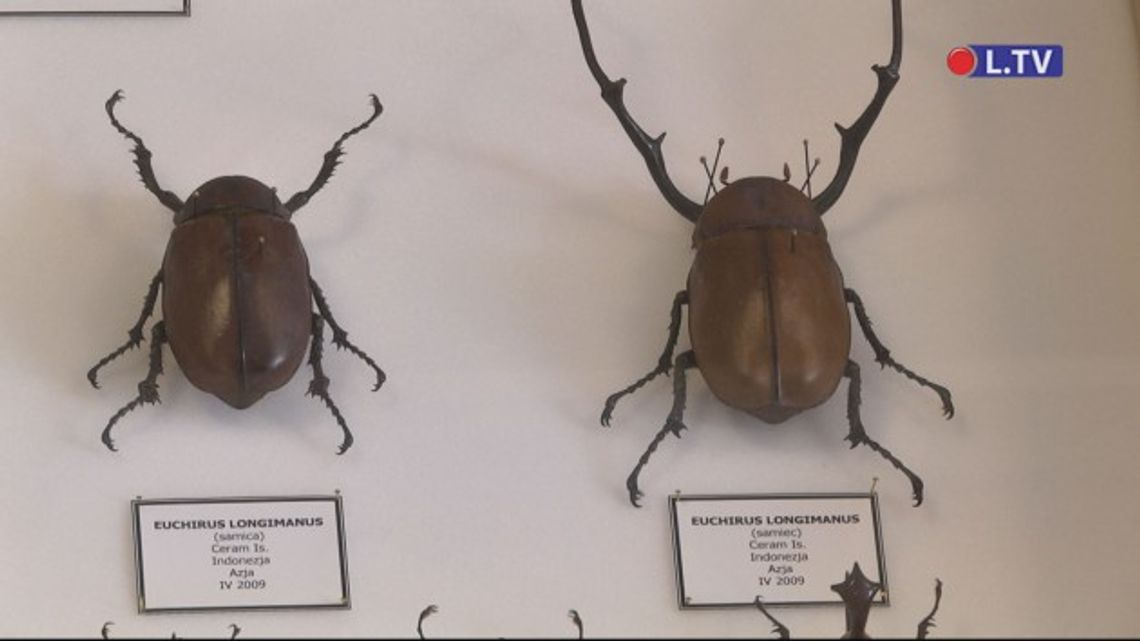 Poznaj fascynujący świat owadów!