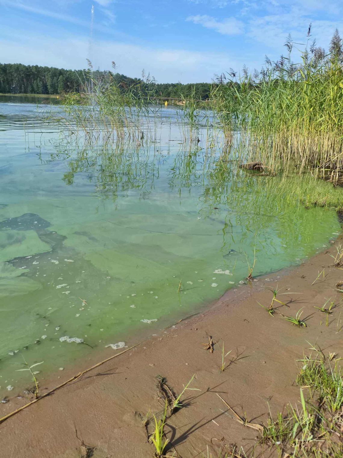 Sanepid ostrzega: woda w kąpielisku Lubianka nie nadaje się do kąpieli