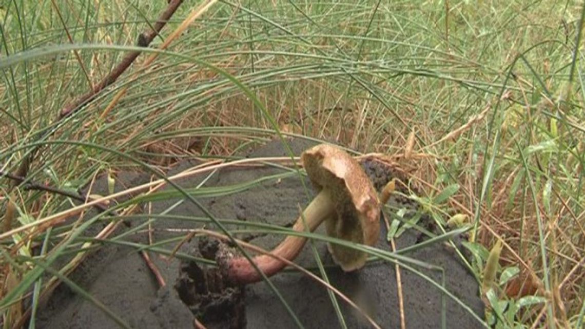 Uwaga na grzyby! Uwaga na grzyby!