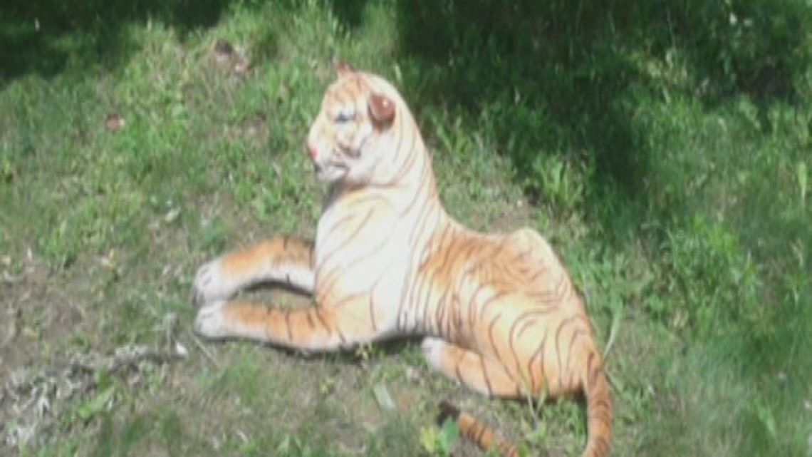 Wielki kot w środku miasta