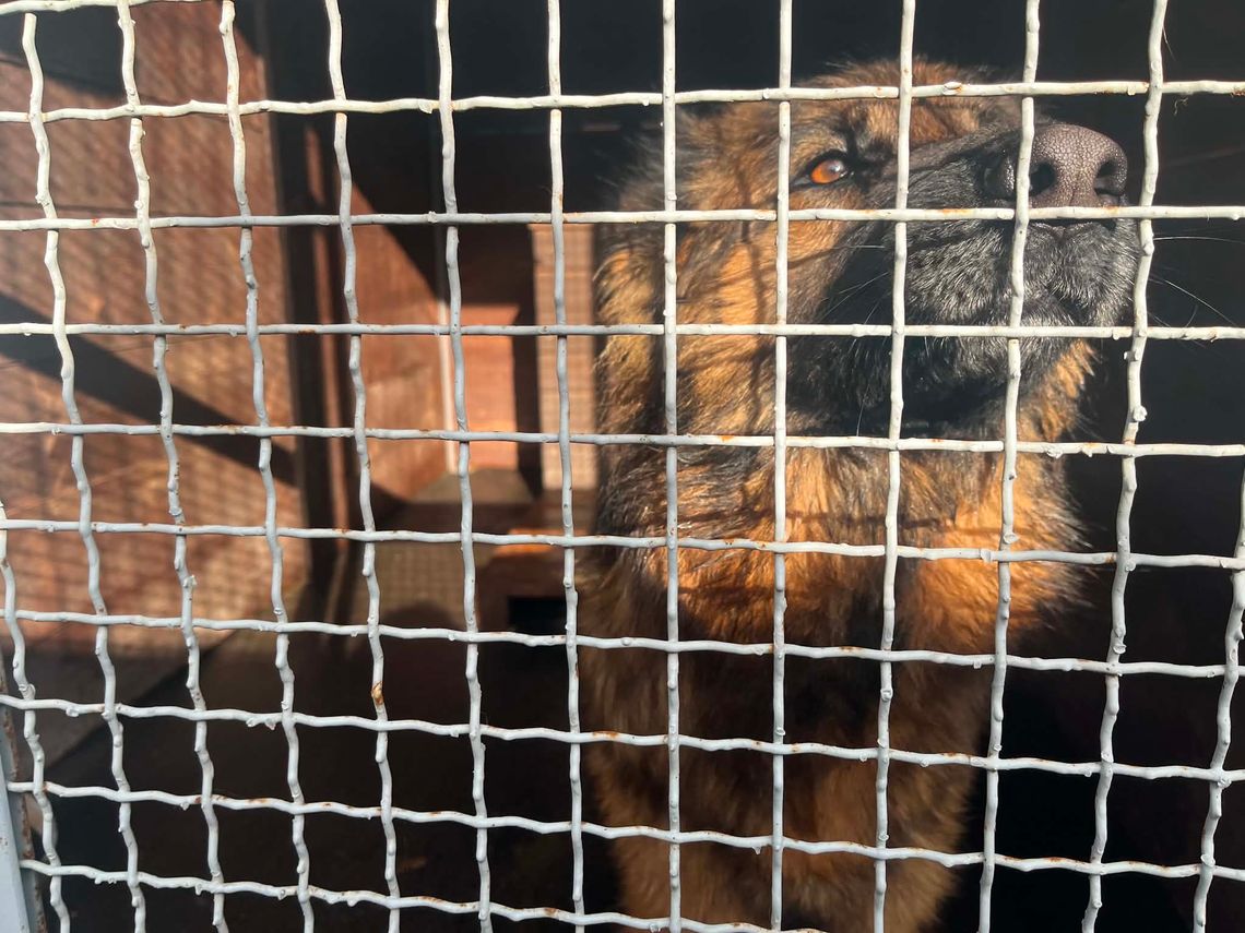 Wolontariusze ze schroniska apelują o wsparcie Wolontariusze ze schroniska apelują o wsparcie