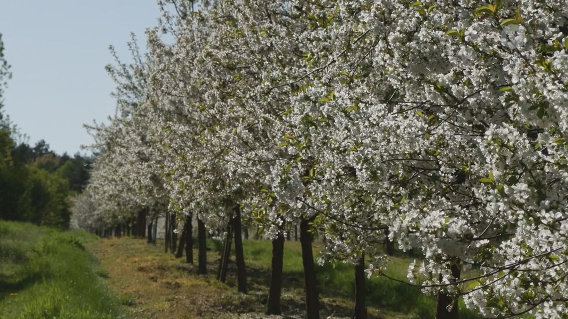 Plakat XIX Święta Kwitnącej Wiśni w Nowem