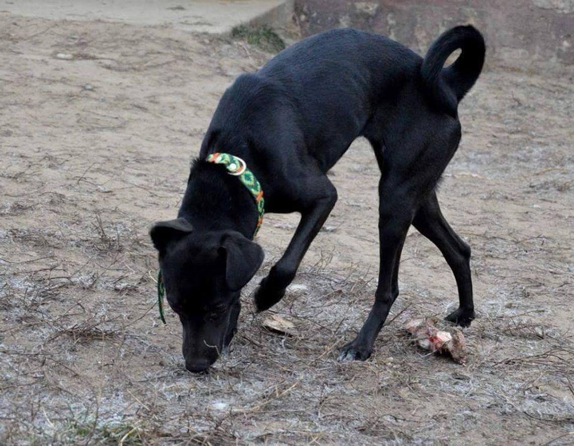Zaginęła suczka, podopieczna OSPZ Animals