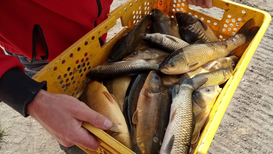 Zbiornik został zarybiony, ale na połów trzeba poczekać