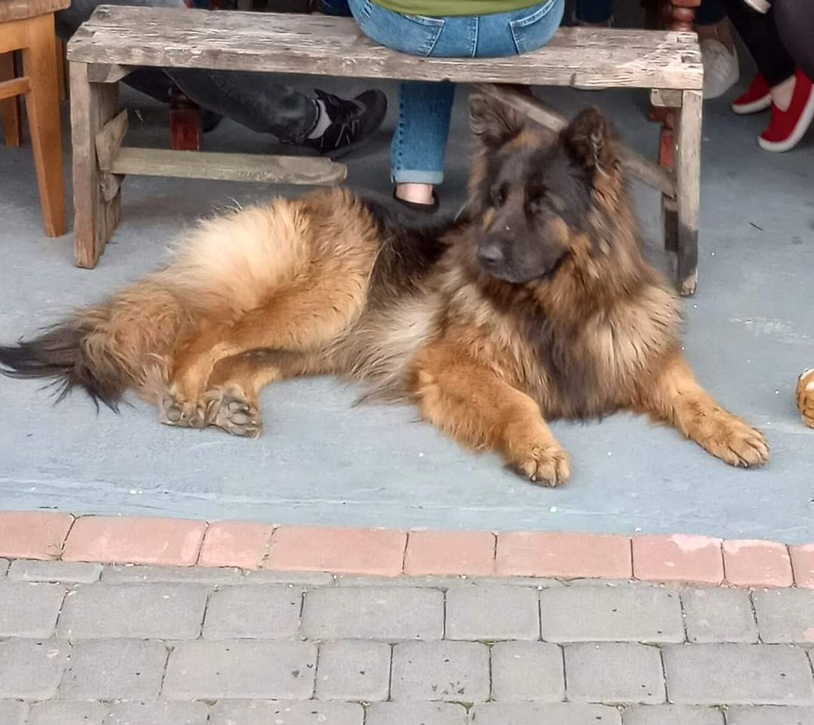 Zrozpaczeni właściciele szukają psa